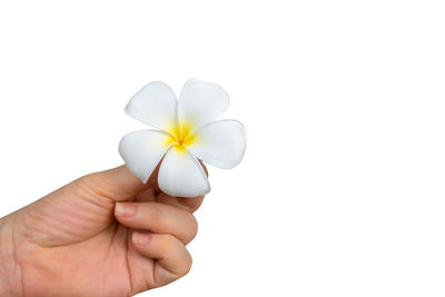 Close-up of hand holding twig against white background