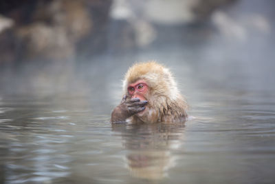 Close-up of monkey in hot spring