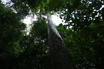 Low angle view of trees in forest