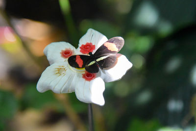 Close-up of insect on white flower