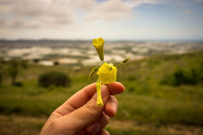 Close-up of hand holding yellow flowers against landscape