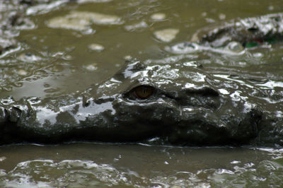 The crocodile's head with its eyes open in the mud puddle photo