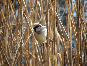 Close-up of bird perching on ground