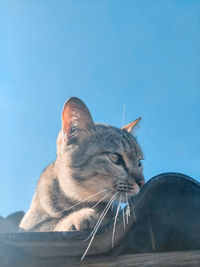 Cat looking away against blue sky