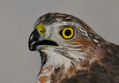 Close-up of bird with yellow eyes