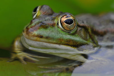 Close-up of frog