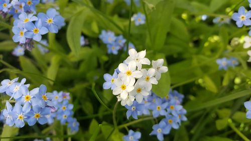 Forget-me-nots