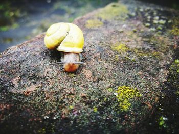 Close-up of a mushroom
