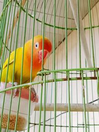 Close-up of parrot in cage