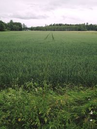 Scenic view of field against sky