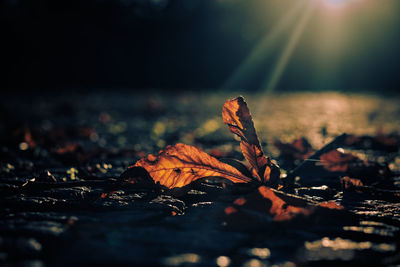 Close-up of dry leaves on land against sky