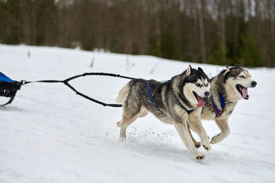 Running husky dog on sled dog racing. winter dog sport sled team competition. husky dog in harness