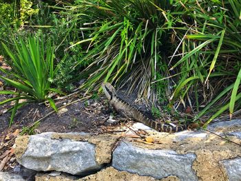 High angle view of lizard on rock