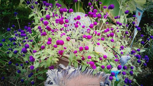 Close-up of purple flowers