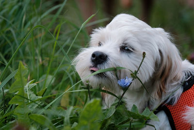 Close-up of a dog in field