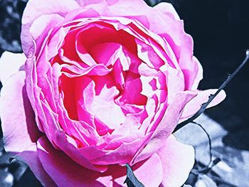 Close-up of pink rose blooming outdoors