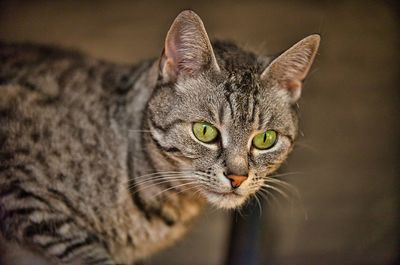 Close-up portrait of a cat