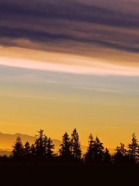 Silhouette of trees during sunset