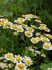 Close-up of yellow daisy flowers on field