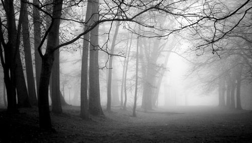 Trees in forest against sky