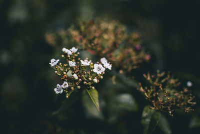 Inflorescence of unopened flowers of viburnum tinus