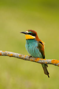 Close-up of bird perching on branch