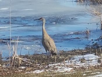 High angle view of gray heron perching on shore