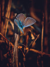 Butterfly on plant