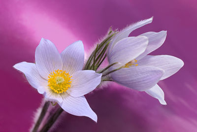 Close-up of white pink flower