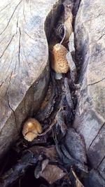 Close-up of mushrooms