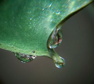Close-up of wet swimming underwater
