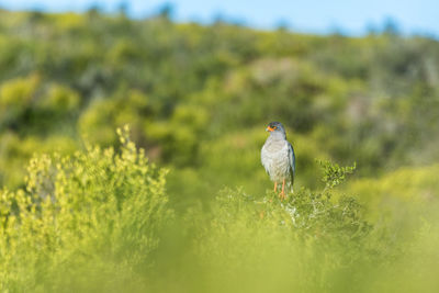 Bird perching on a field