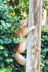 Cat sitting on tree trunk