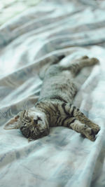 Close-up of cat lying on bed