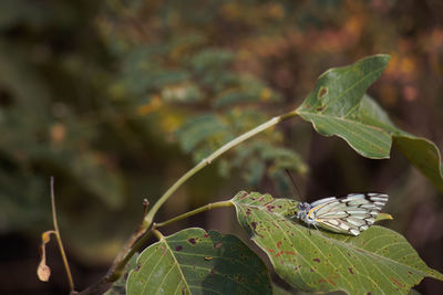 Close-up of butterfly on leaves