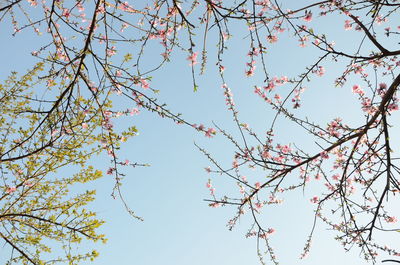 Low angle view of cherry trees against clear sky