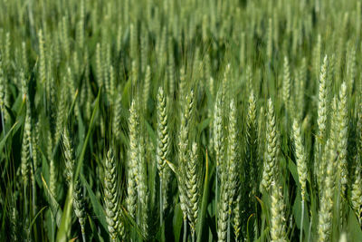 Close-up of wheat growing on field