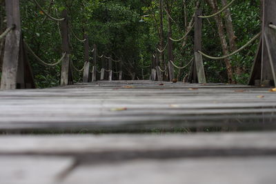 Close-up of trees against blurred background