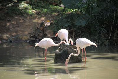 Flock of birds in lake