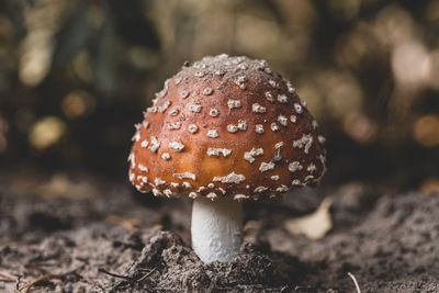 Close-up of mushroom on field