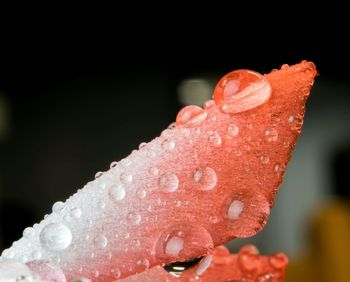 Close-up of water drops on white background