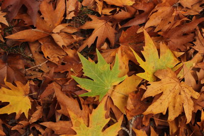 Fallen leaves