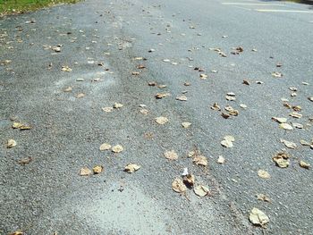 High angle view of dry leaves on road