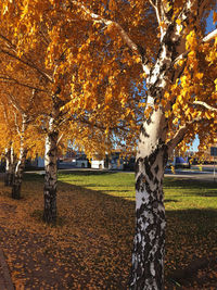 Trees in park during autumn