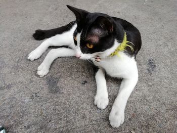 High angle view of cat looking away