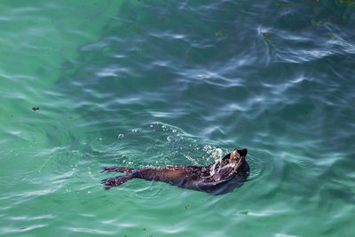 High angle view of turtle in sea