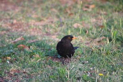 Bird perching on a field