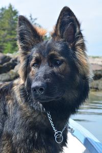 Close-up portrait of dog