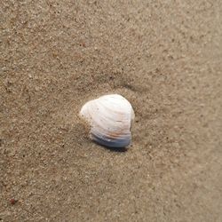 Close-up of snail on beach