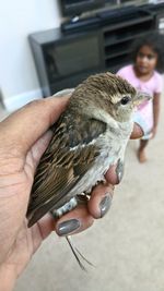 Midsection of person holding bird